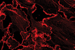 Small GTPase Research Tools